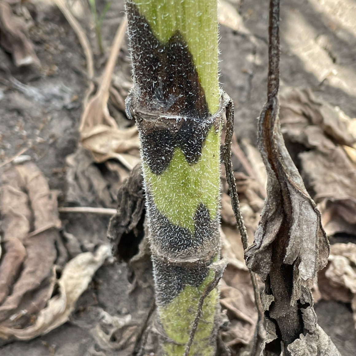 Phoma macdonaldii